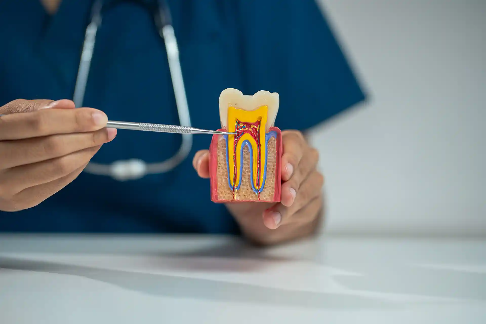dental tooth anatomy